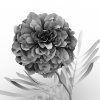 花-动植物-花草-VR/AR模型-3D城