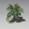 植物草裙椰子-动植物-植物-VR/AR模型-3D城