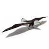 鹰-角色人体-角色-VR/AR模型-3D城