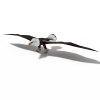 鹰-角色人体-角色-VR/AR模型-3D城