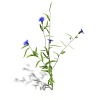 花-动植物-花草-VR/AR模型-3D城