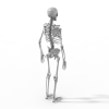 骷髅-角色人体-医学解剖-VR/AR模型-3D城