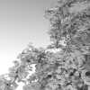 室外植物-动植物-植物-VR/AR模型-3D城