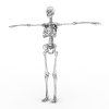 骨骼系统-角色人体-医学解剖-VR/AR模型-3D城