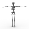 骨骼系统-角色人体-医学解剖-VR/AR模型-3D城