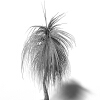 龙舌兰-动植物-植物-VR/AR模型-3D城
