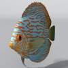 珊瑚鱼-动植物-鱼类-VR/AR模型-3D城