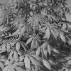 植物-动植物-植物-VR/AR模型-3D城