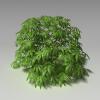 植物-动植物-植物-VR/AR模型-3D城