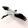 黑天鹅-动植物-鸟类-VR/AR模型-3D城