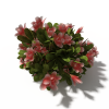 花-动植物-花草-VR/AR模型-3D城