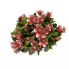 花-动植物-花草-VR/AR模型-3D城