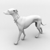 杜宾犬-动植物-哺乳动物-VR/AR模型-3D城
