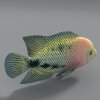 鱼-动植物-鱼类-VR/AR模型-3D城