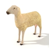 绵羊-动植物-哺乳动物-VR/AR模型-3D城