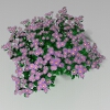 紫菀-动植物-花草-VR/AR模型-3D城