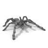 蜘蛛-动植物-其它-VR/AR模型-3D城