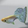 凤尾鱼-动植物-鱼类-VR/AR模型-3D城
