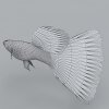 凤尾鱼-动植物-鱼类-VR/AR模型-3D城