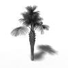 龙鳞榈-动植物-植物-VR/AR模型-3D城