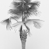 龙鳞榈-动植物-植物-VR/AR模型-3D城