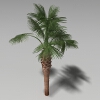 龙鳞榈-动植物-植物-VR/AR模型-3D城
