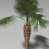 龙鳞榈-动植物-植物-VR/AR模型-3D城