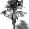 龙鳞榈-动植物-植物-VR/AR模型-3D城