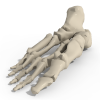Foot Bones-角色人体-医学解剖-VR/AR模型-3D城