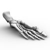 Foot Bones-角色人体-医学解剖-VR/AR模型-3D城