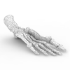 Foot Bones-角色人体-医学解剖-VR/AR模型-3D城