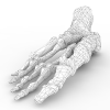 Foot Bones-角色人体-医学解剖-VR/AR模型-3D城
