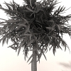 室外植物 -动植物-植物-VR/AR模型-3D城