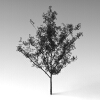室外植物-动植物-植物-VR/AR模型-3D城