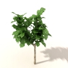 室外植物-动植物-植物-VR/AR模型-3D城