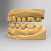 标准医学牙齿模型-科学技术-3D打印模型-3D城