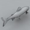 鱼-动植物-鱼类-VR/AR模型-3D城