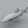 鱼-动植物-鱼类-VR/AR模型-3D城