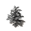 芙蓉树-动植物-植物-VR/AR模型-3D城