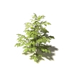 芙蓉树-动植物-植物-VR/AR模型-3D城
