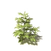 芙蓉树-动植物-植物-VR/AR模型-3D城