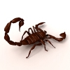 蝎子-动植物-爬行动物-VR/AR模型-3D城