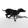 杜宾犬-动植物-哺乳动物-VR/AR模型-3D城