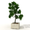 盆景-动植物-盆栽-VR/AR模型-3D城