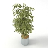 植物 -动植物-盆栽-VR/AR模型-3D城