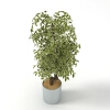 植物 -动植物-盆栽-VR/AR模型-3D城