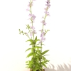 盆景-动植物-盆栽-VR/AR模型-3D城