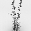 盆景-动植物-盆栽-VR/AR模型-3D城