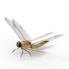 蜻蜓-动植物-昆虫-VR/AR模型-3D城