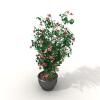 盆景-动植物-盆栽-VR/AR模型-3D城